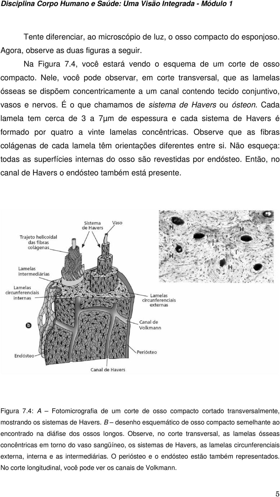 É o que chamamos de sistema de Havers ou ósteon. Cada lamela tem cerca de 3 a 7µm de espessura e cada sistema de Havers é formado por quatro a vinte lamelas concêntricas.