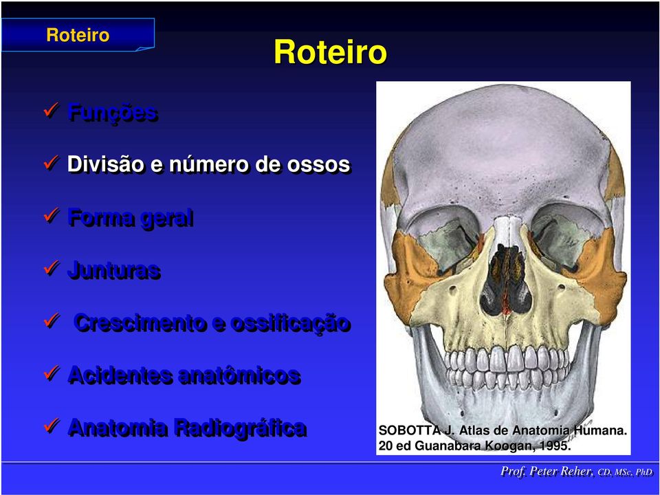 Junturas Crescimento e ossificação