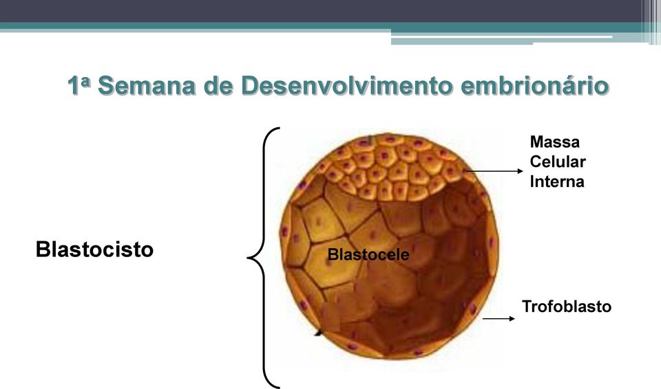 embrionário Massa