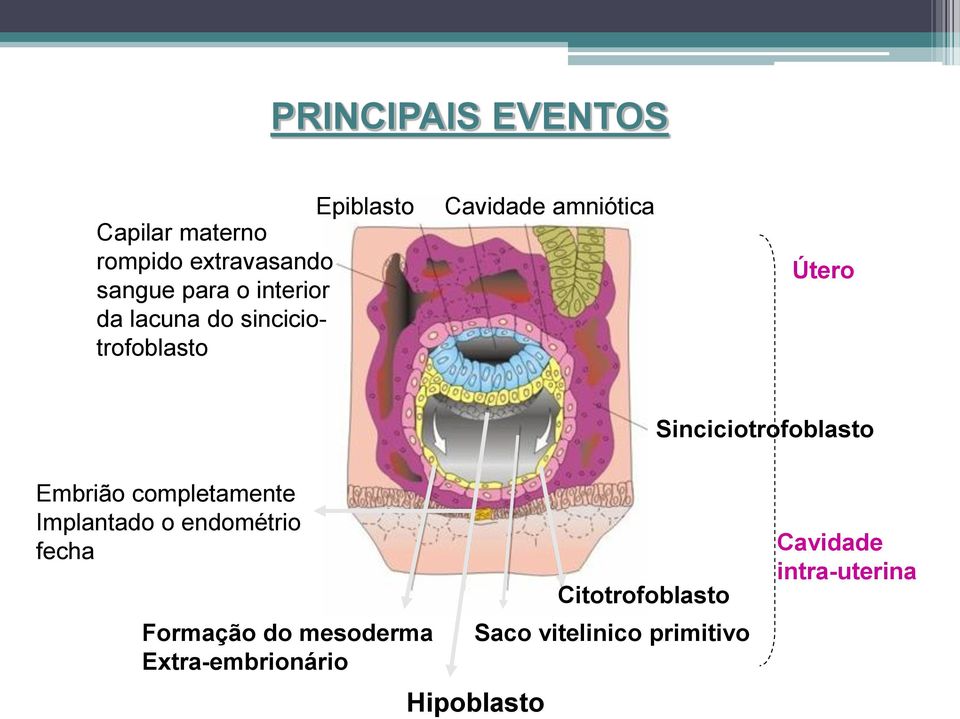 Sinciciotrofoblasto Embrião completamente Implantado o endométrio fecha Formação do