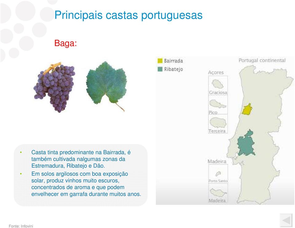 Em solos argilosos com boa exposição solar, produz vinhos muito