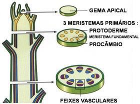 MERISTEMAS PRIMÁRIOS Protoderme (dermatogênio) origina a epiderme.