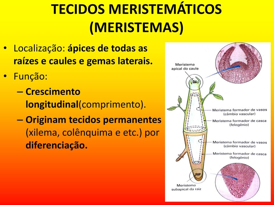 Função: Crescimento longitudinal(comprimento).