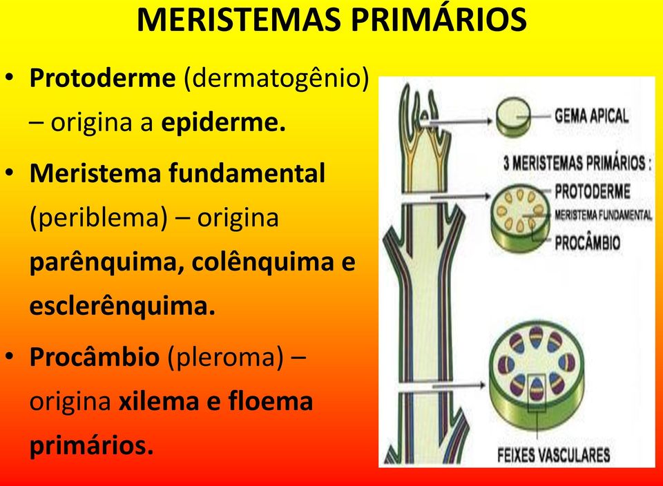 Meristema fundamental (periblema) origina