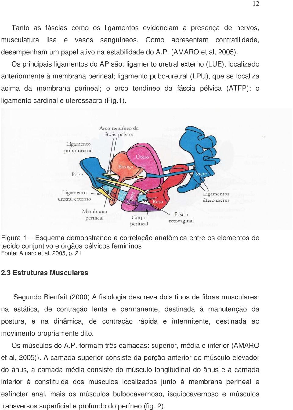 Os principais ligamentos do AP são: ligamento uretral externo (LUE), localizado anteriormente à membrana perineal; ligamento pubo-uretral (LPU), que se localiza acima da membrana perineal; o arco
