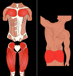 Tipos de movimentos usado nos exercícios terapêuticos Aqui faremos uma listagem e explanação sobre cada tipo de movimento utilizado nos exercícios terapêuticos.