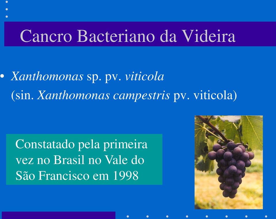 viticola) Constatado pela primeira