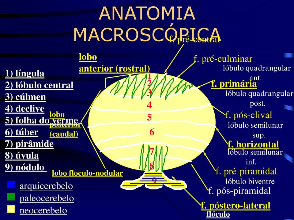 pré-central lobo anterior (rostral) 1 2 3 4 5 lobo floculo-nodular 6 7 8 9 asa lóbulo central f.
