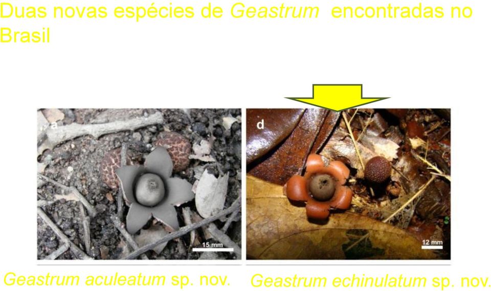 Geastrum aculeatum sp. nov.