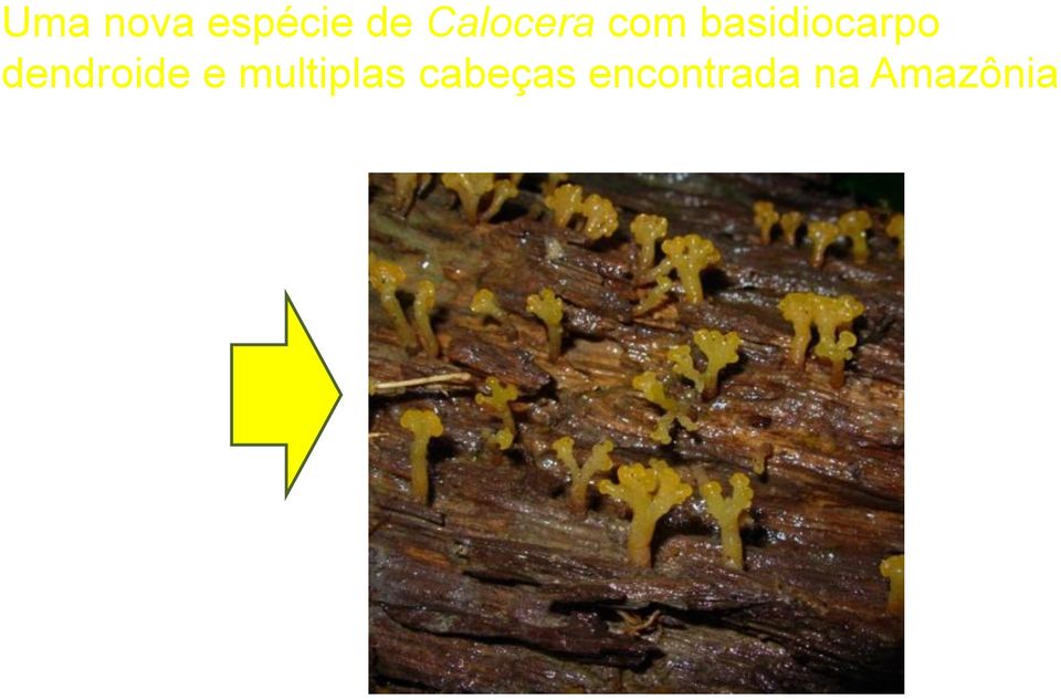 Amazônia Reserva Adolpho Ducke - INPA Calocera