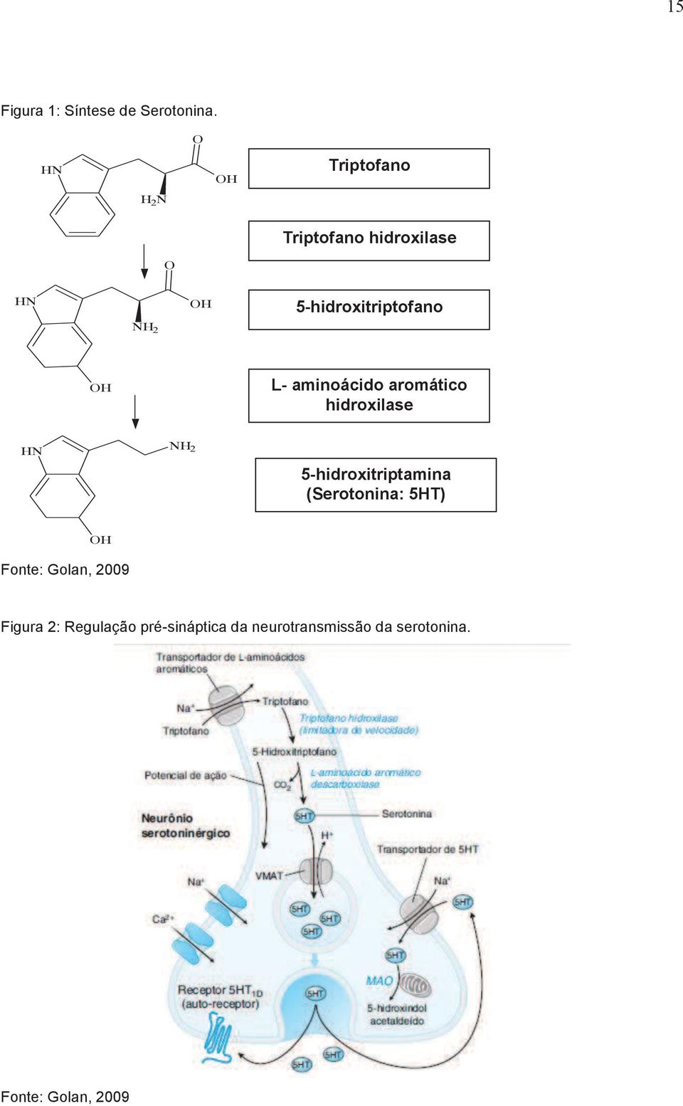 5-hidroxitriptofano OH L- aminoácido aromático hidroxilase HN NH 2