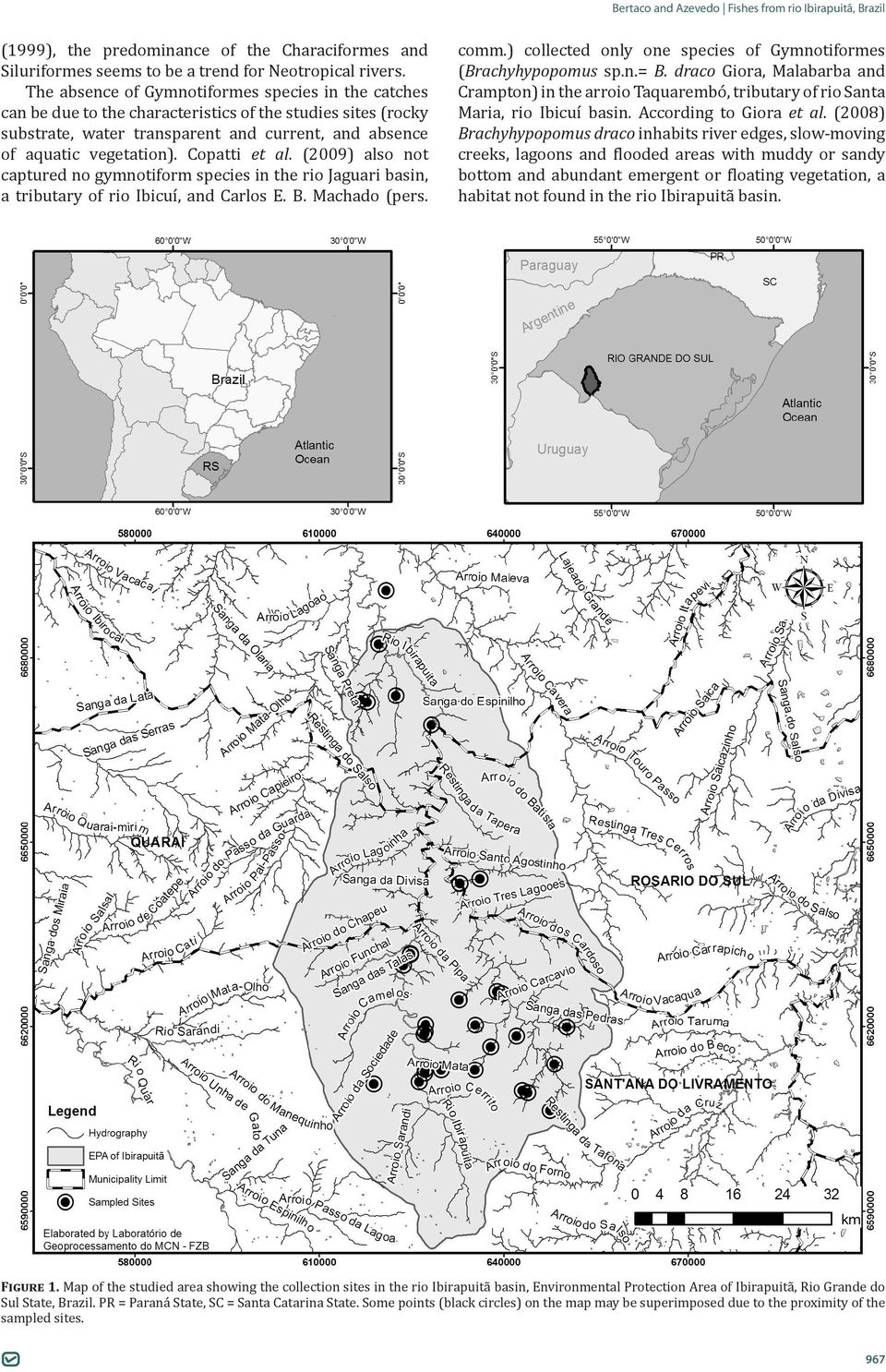 Copatti et al. (2009) also not captured no gymnotiform species in the rio Jaguari basin, a tributary of rio Ibicuí, and Carlos E. B. Machado (pers. comm.