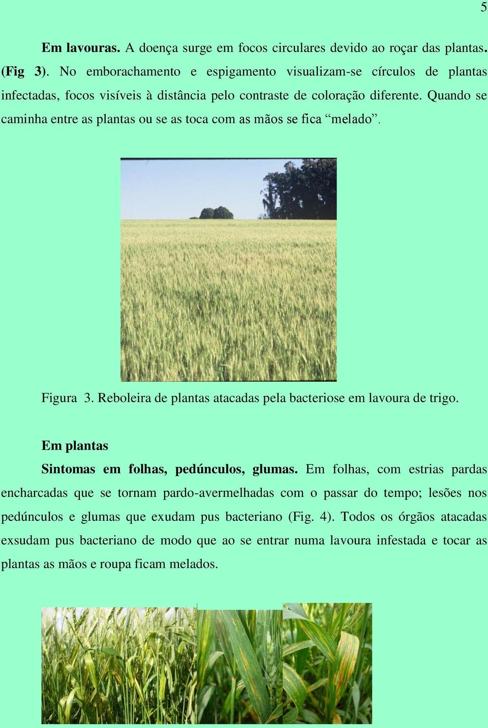 Quando se caminha entre as plantas ou se as toca com as mãos se fica melado. Figura 3. Reboleira de plantas atacadas pela bacteriose em lavoura de trigo.