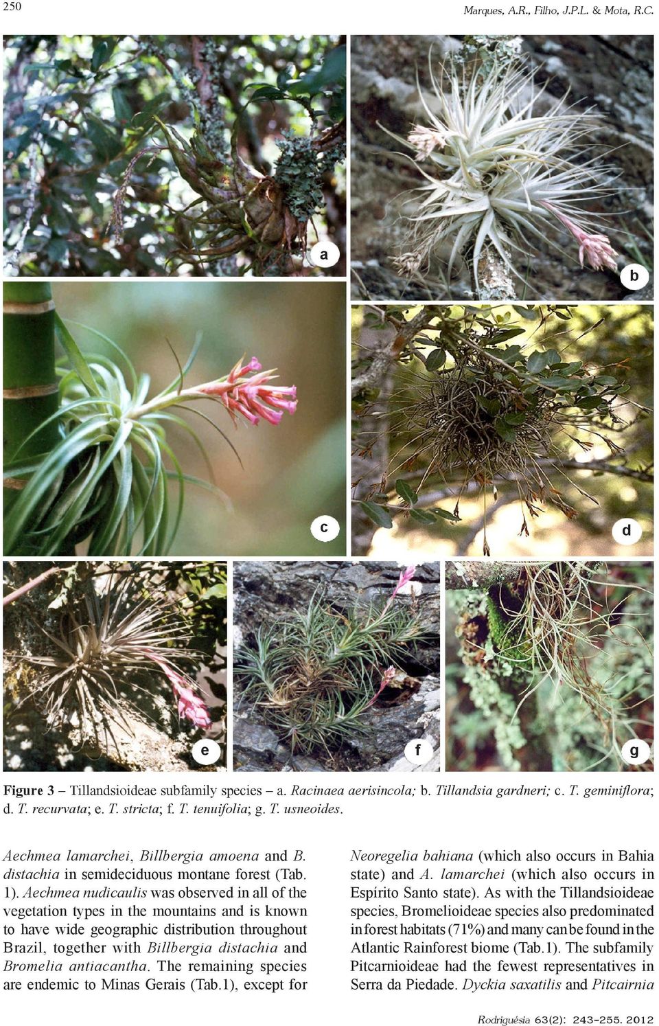 Aechmea nudicaulis was observed in all of the vegetation types in the mountains and is known to have wide geographic distribution throughout Brazil, together with Billbergia distachia and Bromelia