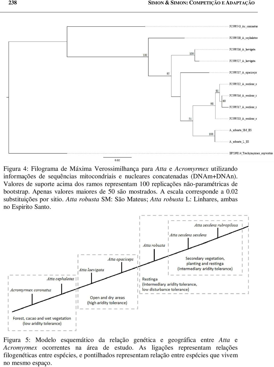 A escala corresponde a 0.02 substituições por sitio. Atta robusta SM: São Mateus; Atta robusta L: Linhares, ambas no Espirito Santo.