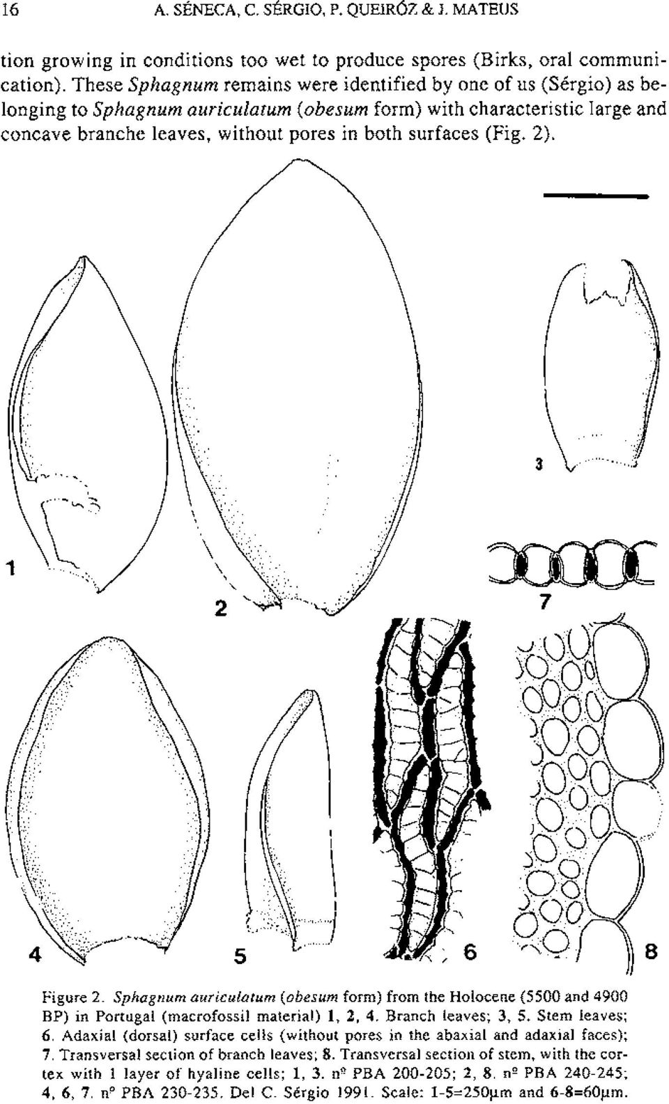 Branch leaves; 3, S. Stem leaves; 6. Adaxial (dorsal) surface cells (without pores in the abaxial and adaxial faces); 7.