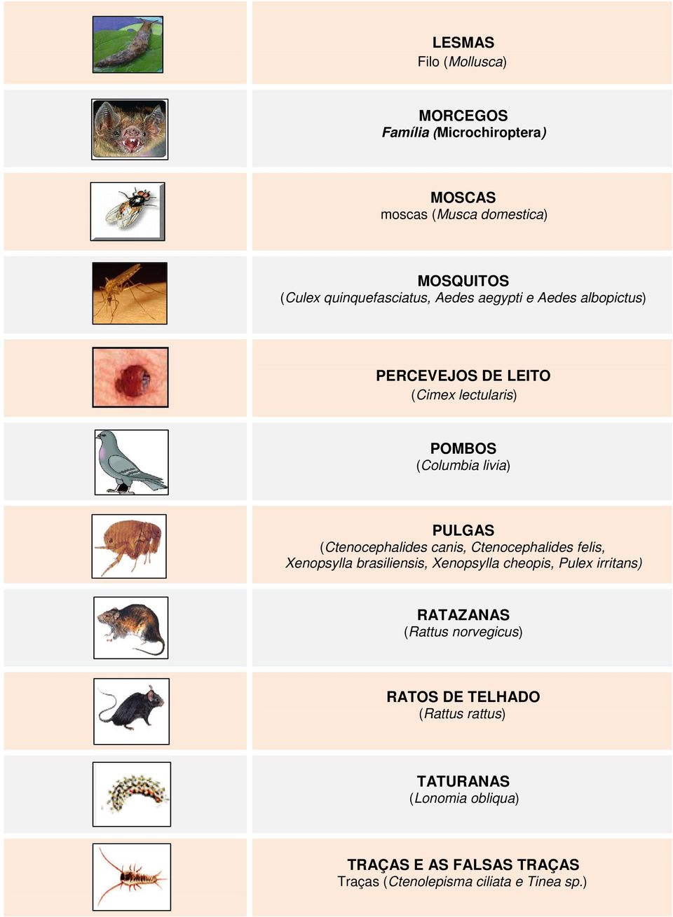 (Ctenocephalides canis, Ctenocephalides felis, Xenopsylla brasiliensis, Xenopsylla cheopis, Pulex irritans) RATAZANAS