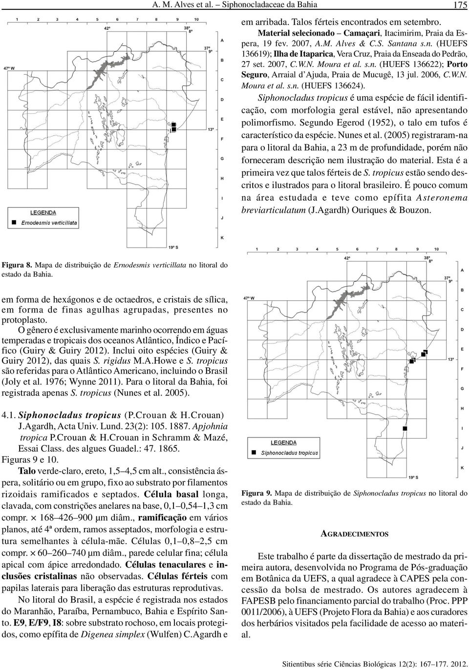 Siphonocladus tropicus é uma espécie de fácil identificação, com morfologia geral estável, não apresentando polimorfismo. Segundo Egerod (1952), o talo em tufos é característico da espécie.