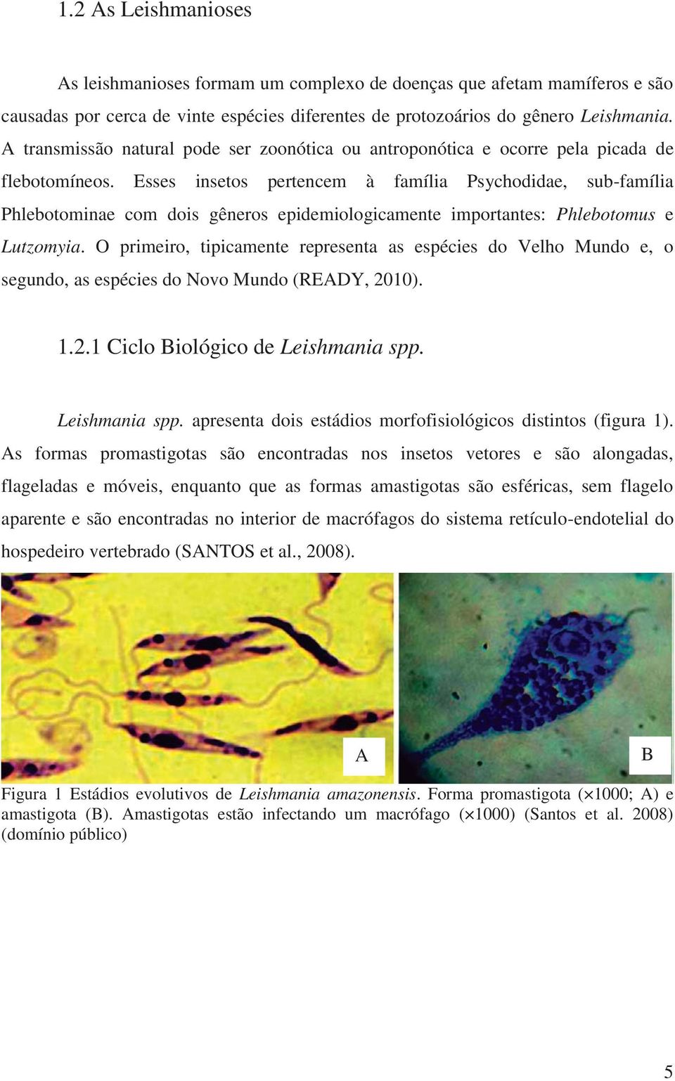 Esses insetos pertencem à família Psychodidae, sub-família Phlebotominae com dois gêneros epidemiologicamente importantes: Phlebotomus e Lutzomyia.