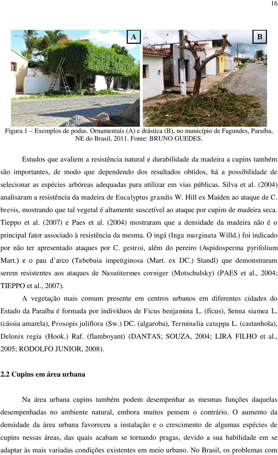 arbóreas adequadas para utilizar em vias públicas. Silva et al. (2004) analisaram a resistência da madeira de Eucalyptus grandis W. Hill ex Maiden ao ataque de C.
