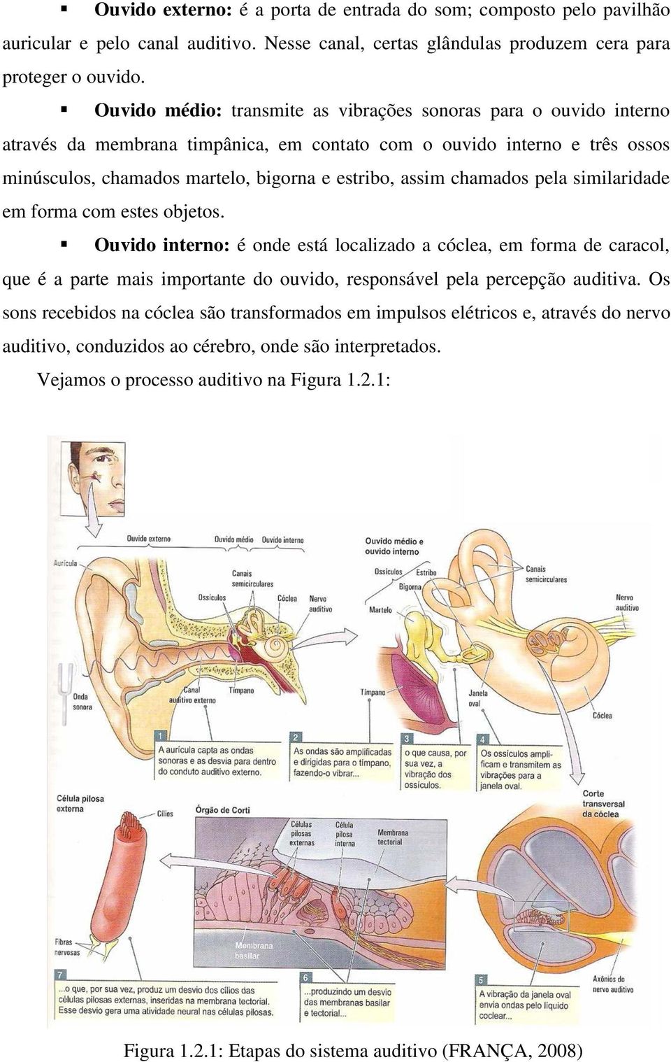 chamados pela similaridade em forma com estes objetos.