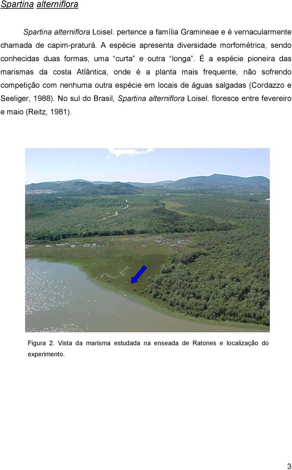 É a espécie pioneira das marismas da costa Atlântica, onde é a planta mais frequente, não sofrendo competição com nenhuma outra espécie em locais de