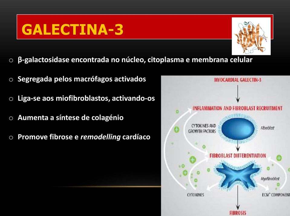 activados o Liga-se aos miofibroblastos, activando-os o