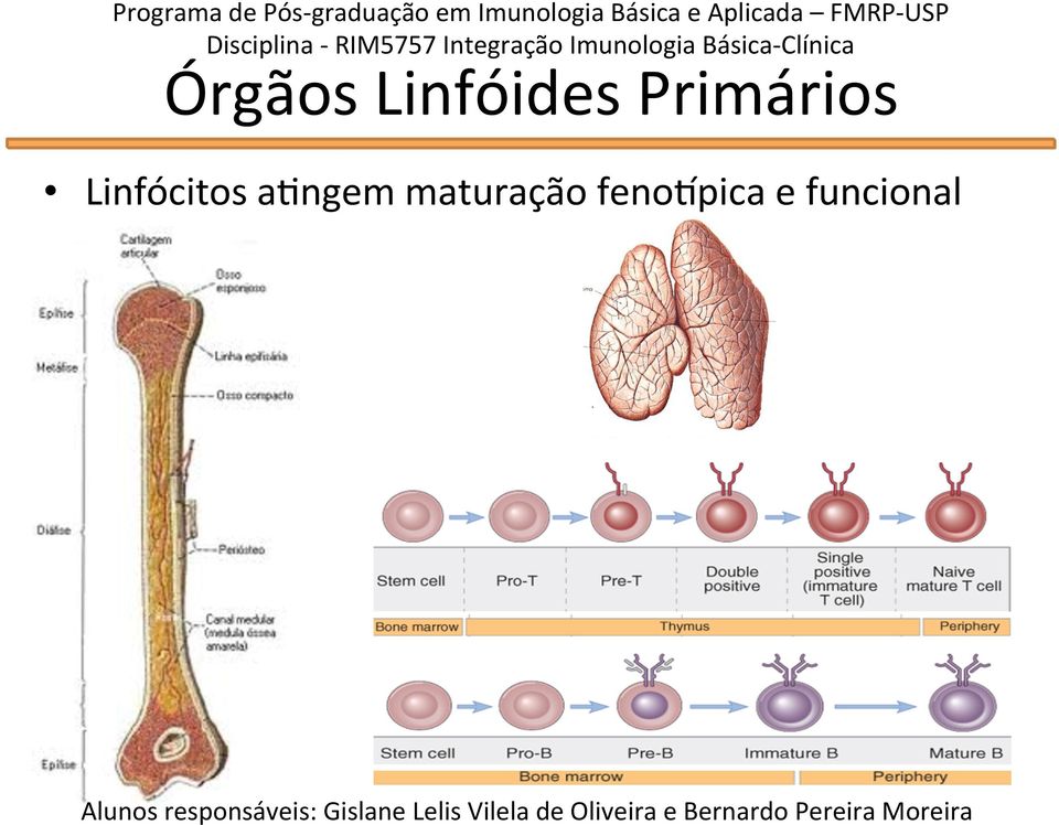 USP Órgãos Linfóides Primários