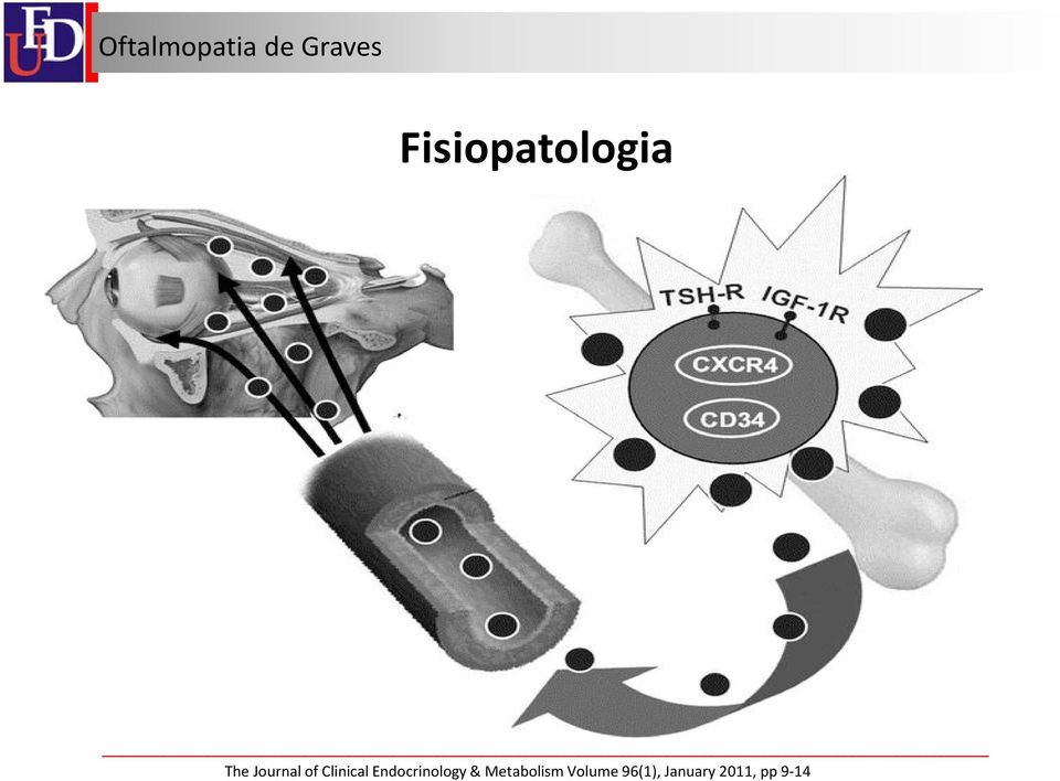 Endocrinology &