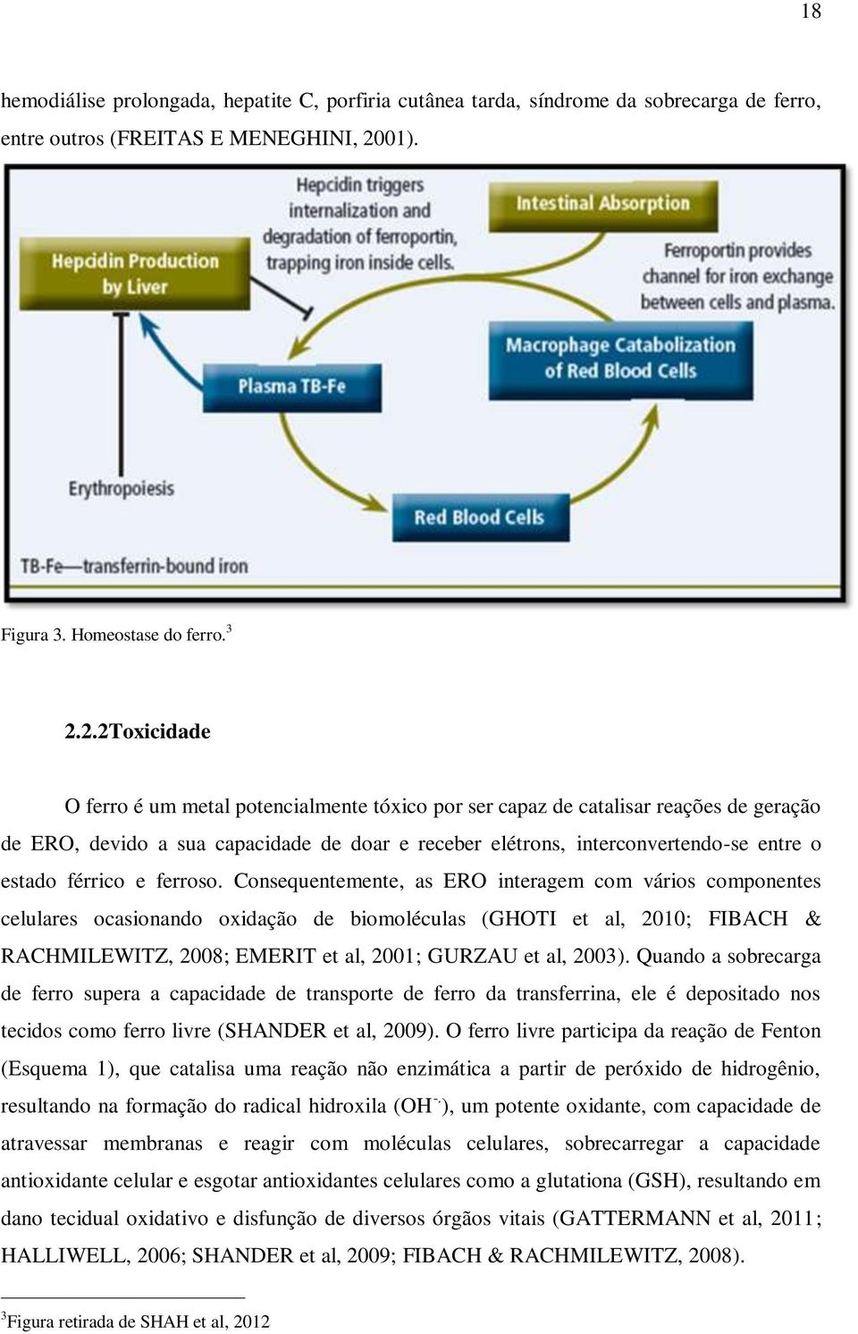 2.2Toxicidade O ferro é um metal potencialmente tóxico por ser capaz de catalisar reações de geração de ERO, devido a sua capacidade de doar e receber elétrons, interconvertendo-se entre o estado