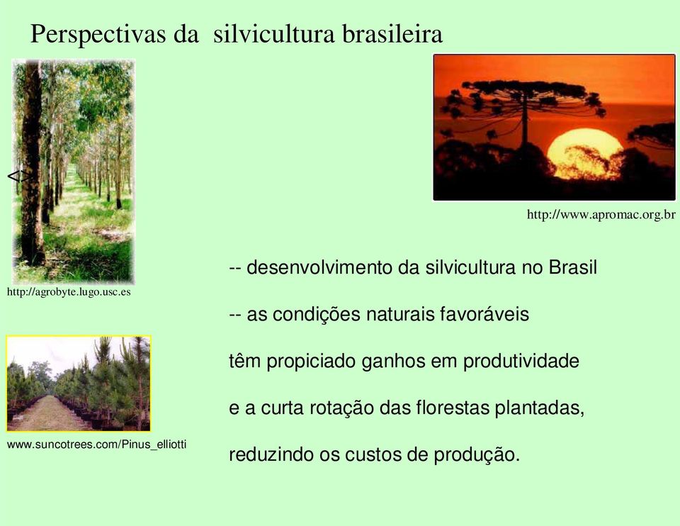 es -- desenvolvimento da silvicultura no Brasil -- as condições naturais