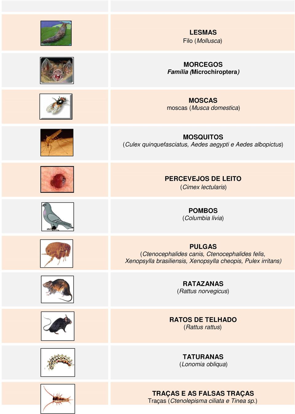 (Ctenocephalides canis, Ctenocephalides felis, Xenopsylla brasiliensis, Xenopsylla cheopis, Pulex irritans) RATAZANAS