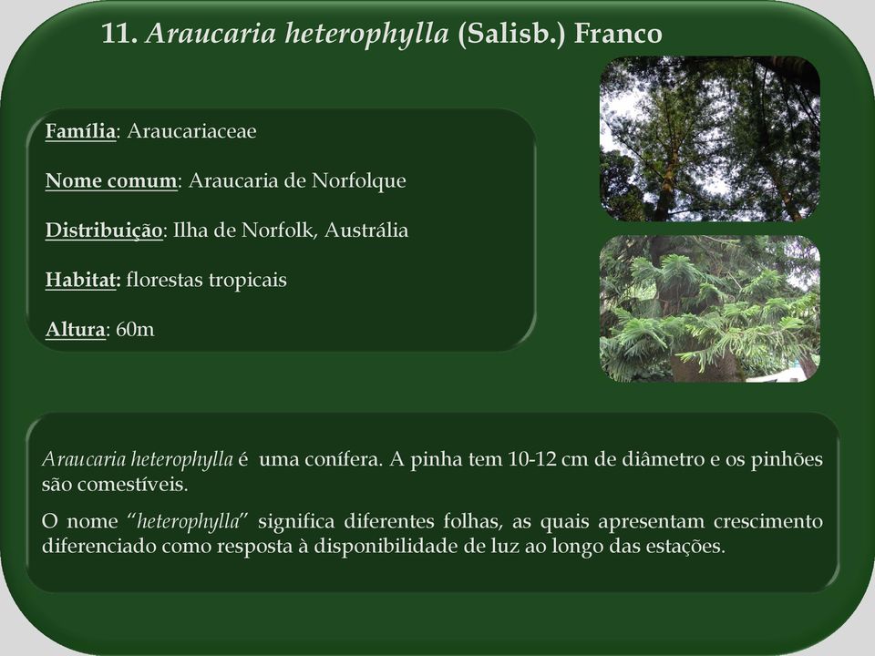 Habitat: florestas tropicais Altura: 60m Araucaria heterophylla é uma conífera.