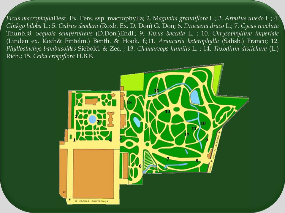 Taxus baccata L.;10.Chrysophyllum imperiale (Linden ex. Koch& Fintelm.) Benth. & Hook. f.;11. Araucaria heterophylla (Salisb.