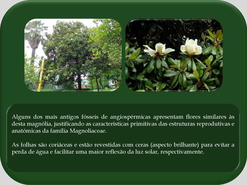 família Magnoliaceae.