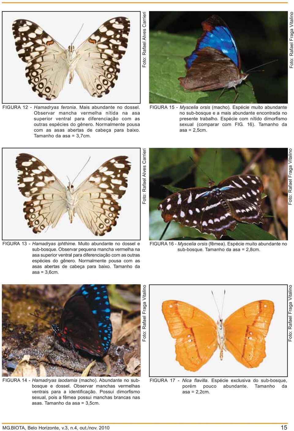 FIGURA 15 - Myscelia orsis (macho). Espécie muito abundante no sub-bosque e a mais abundante encontrada no presente trabalho. Espécie com nítido dimorfismo sexual (comparar com FIG. 16).