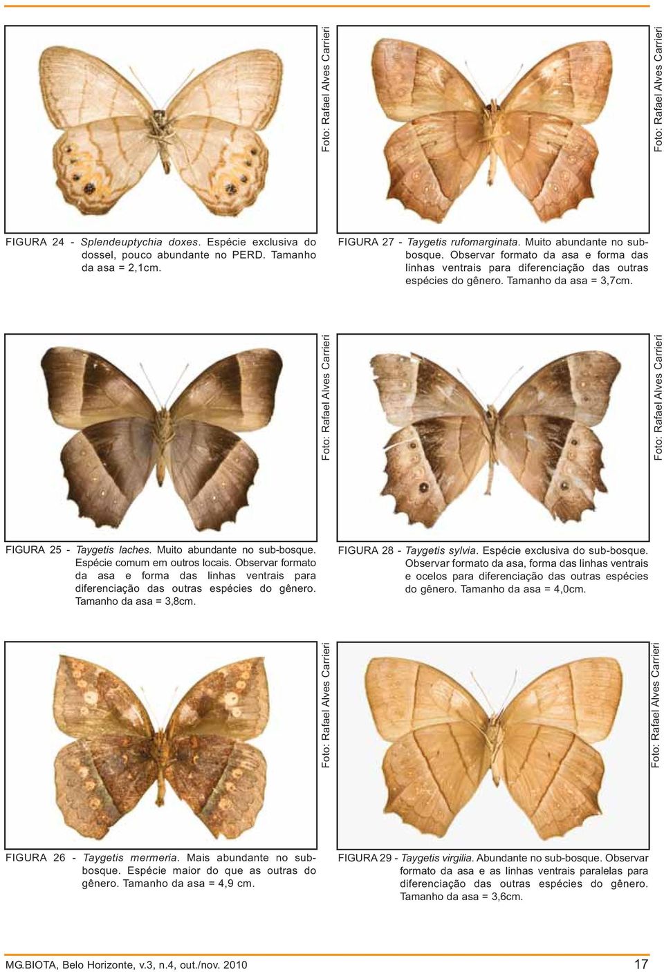 FIGURA 25 - Taygetis laches. Muito abundante no sub-bosque. Espécie comum em outros locais. Observar formato da asa e forma das linhas ventrais para diferenciação das outras espécies do gênero.