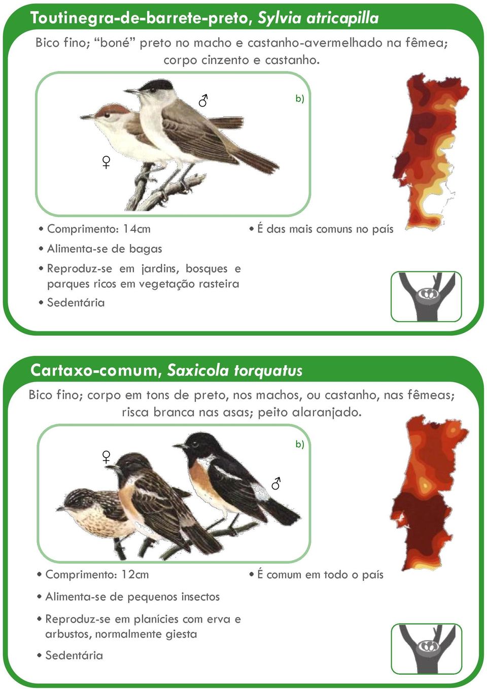 Comprimento: 14cm Alimenta-se de bagas Reproduz-se em jardins, bosques e parques ricos em vegetação rasteira É das mais comuns no