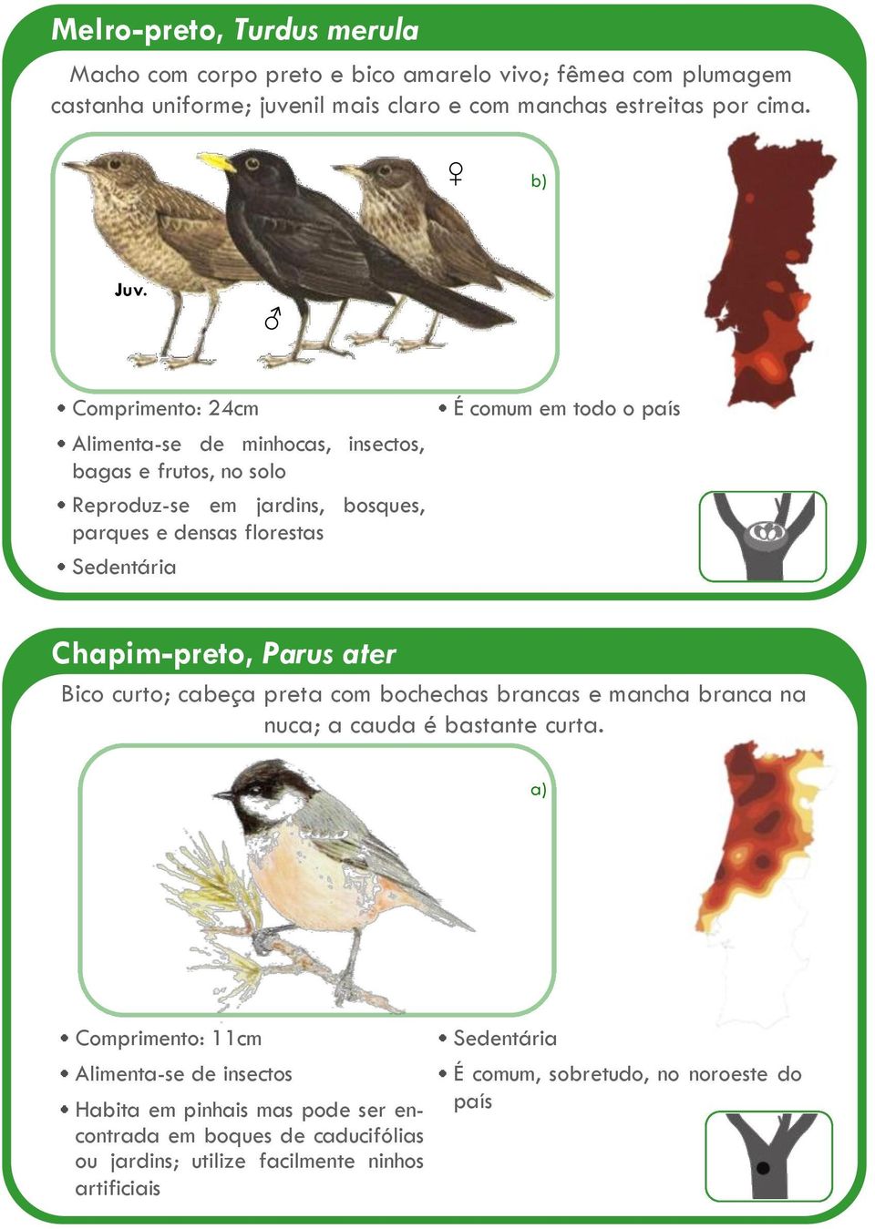 Comprimento: 24cm Alimenta-se de minhocas, insectos, bagas e frutos, no solo Reproduz-se em jardins, bosques, parques e densas florestas Chapim-preto, Parus