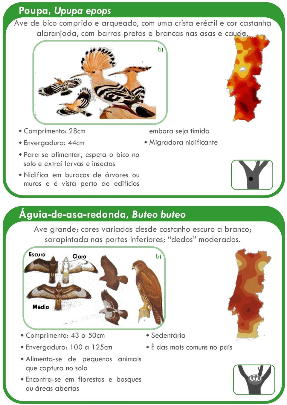 embora seja tímida Migradora nidificante Águia-de-asa-redonda, Buteo buteo Ave grande; cores variadas desde castanho escuro a branco; sarapintada nas partes inferiores; dedos