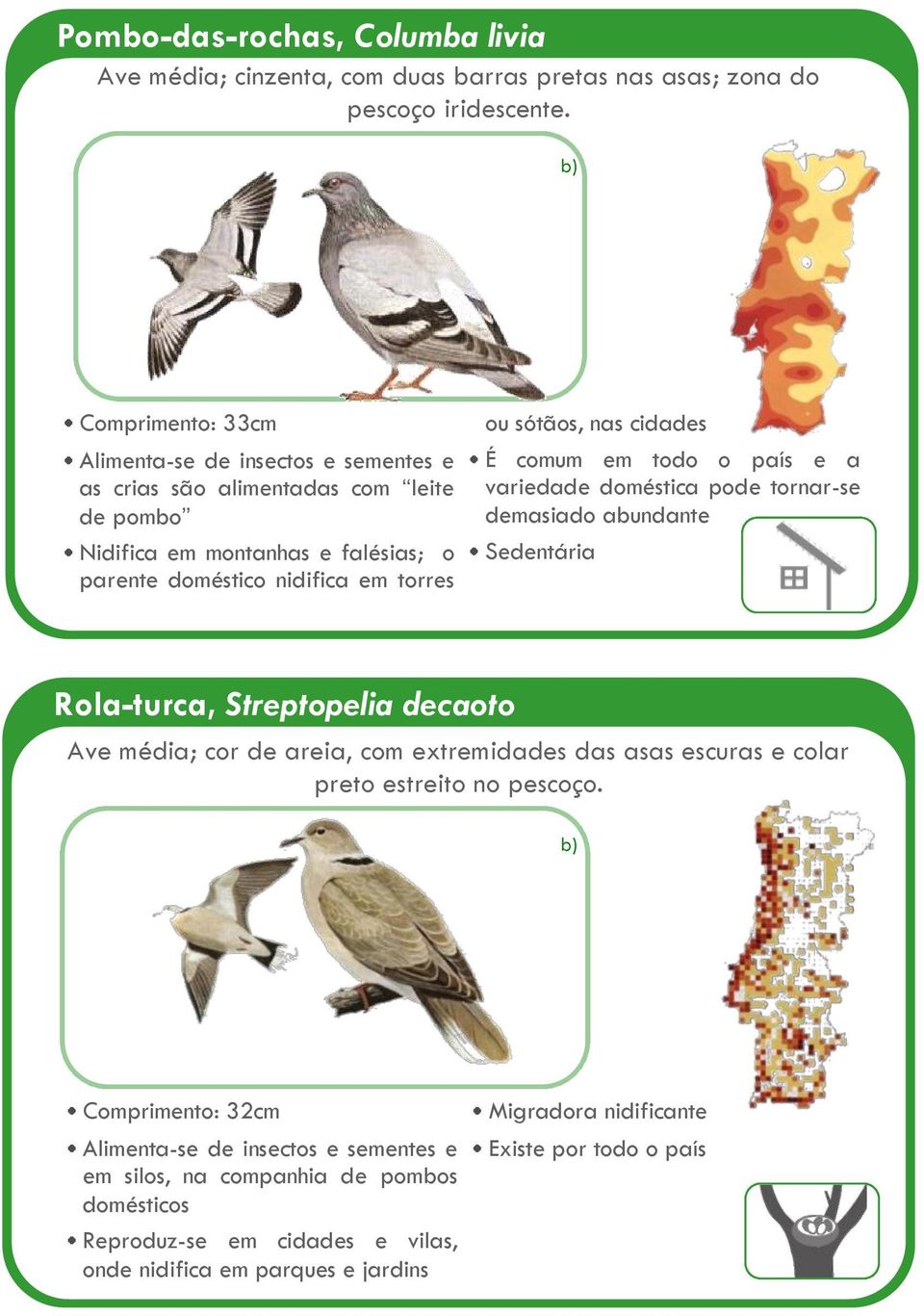 sótãos, nas cidades e a variedade doméstica pode tornar-se demasiado abundante Rola-turca, Streptopelia decaoto Ave média; cor de areia, com extremidades das asas escuras e