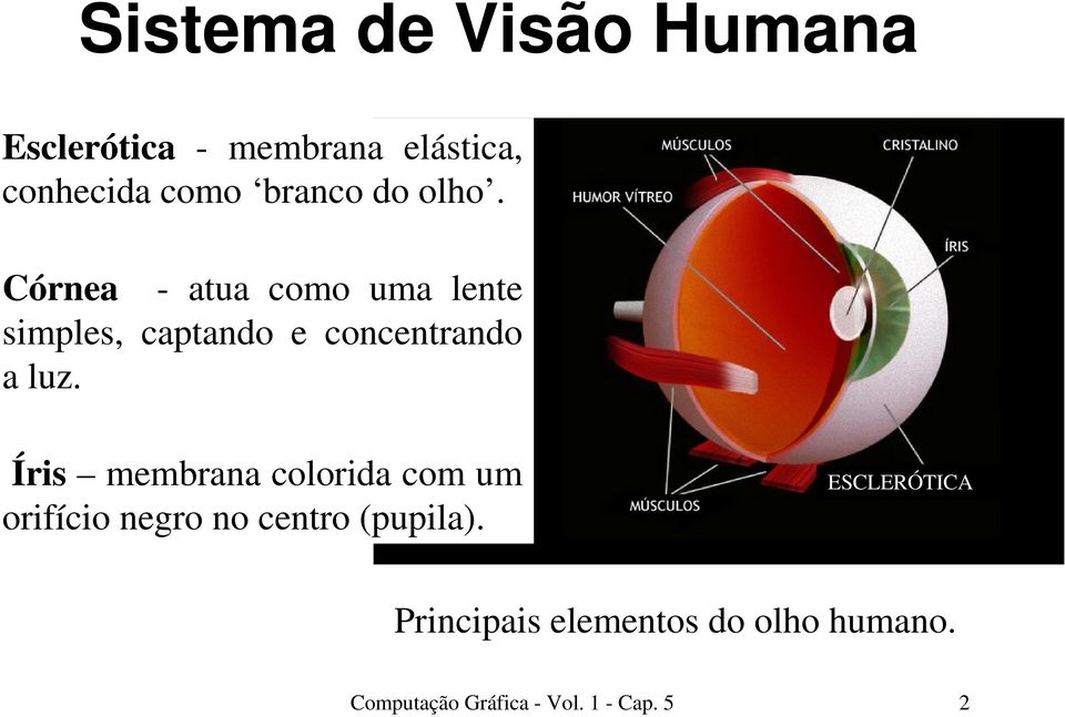 Córnea - atua como uma lente simples, captando e concentrando a luz.