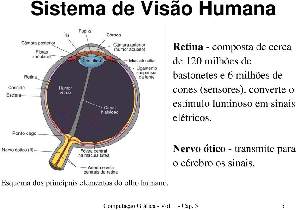 em sinais elétricos. Esquema dos principais elementos do olho humano.
