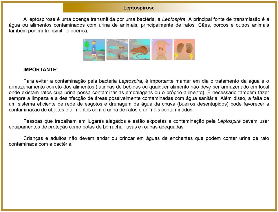 Para evitar a contaminação pela bactéria Leptospira, é importante manter em dia o tratamento da água e o armazenamento correto dos alimentos (latinhas de bebidas ou qualquer alimento não deve ser