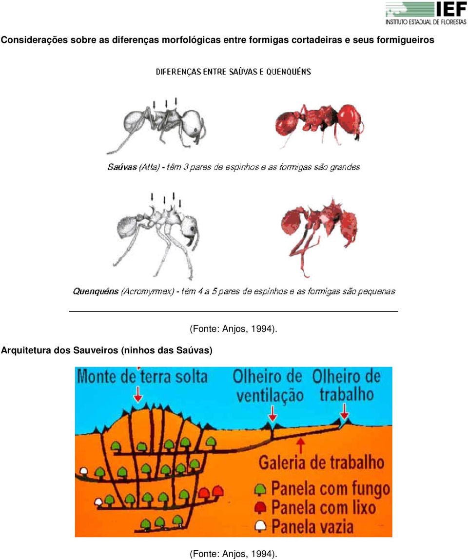 seus formigueiros Arquitetura dos Sauveiros