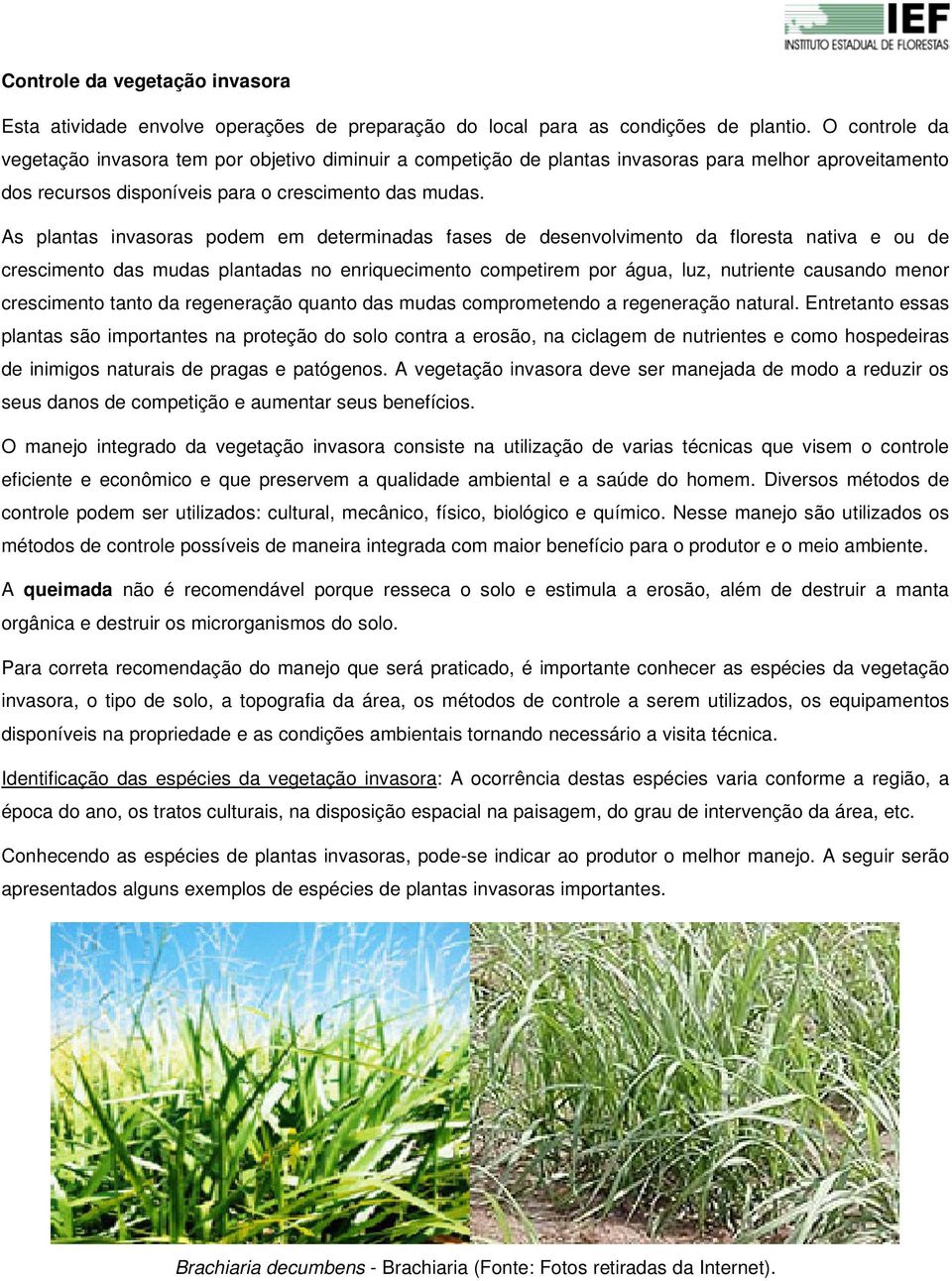 As plantas invasoras podem em determinadas fases de desenvolvimento da floresta nativa e ou de crescimento das mudas plantadas no enriquecimento competirem por água, luz, nutriente causando menor