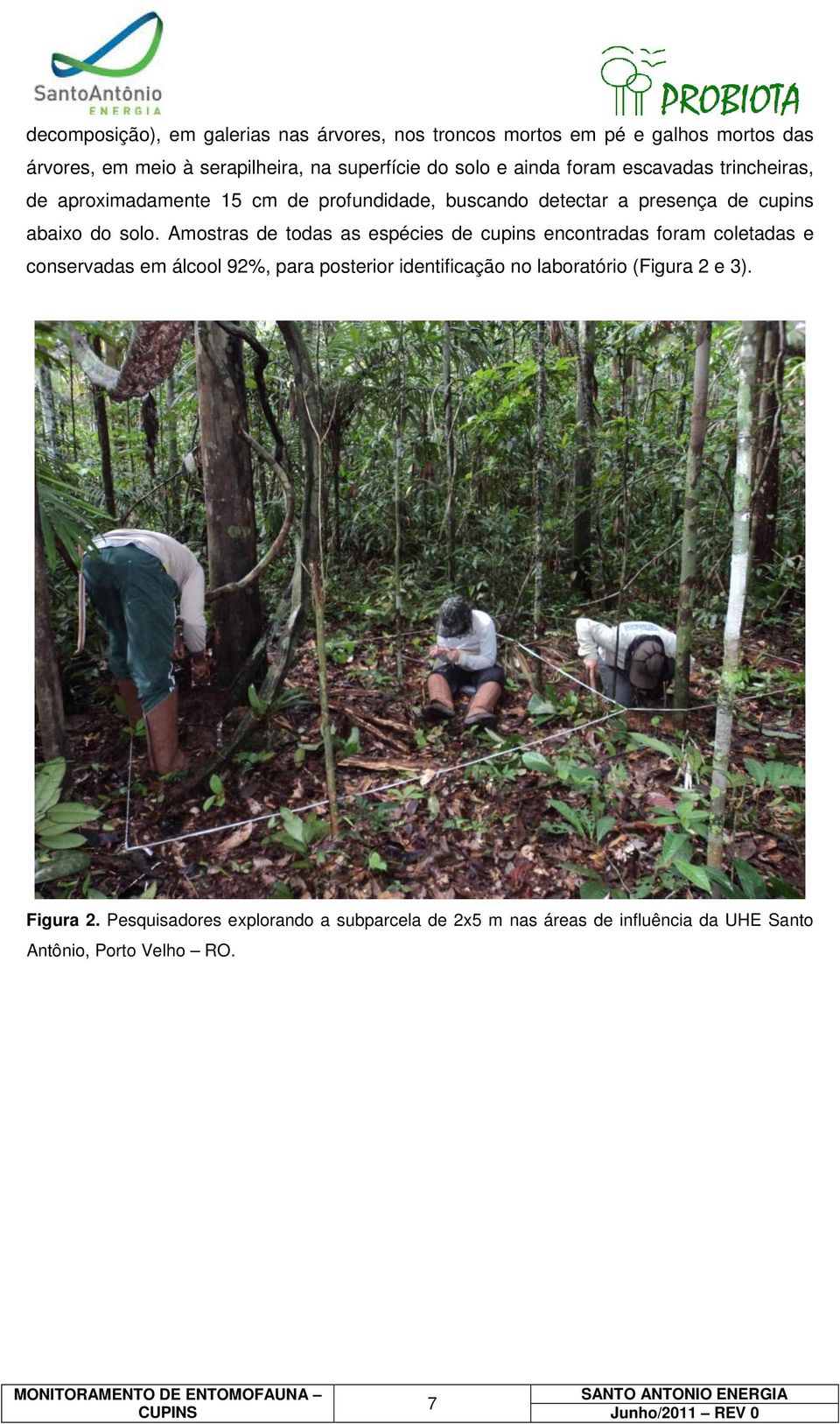 Amostras de todas as espécies de cupins encontradas foram coletadas e conservadas em álcool 92%, para posterior identificação no