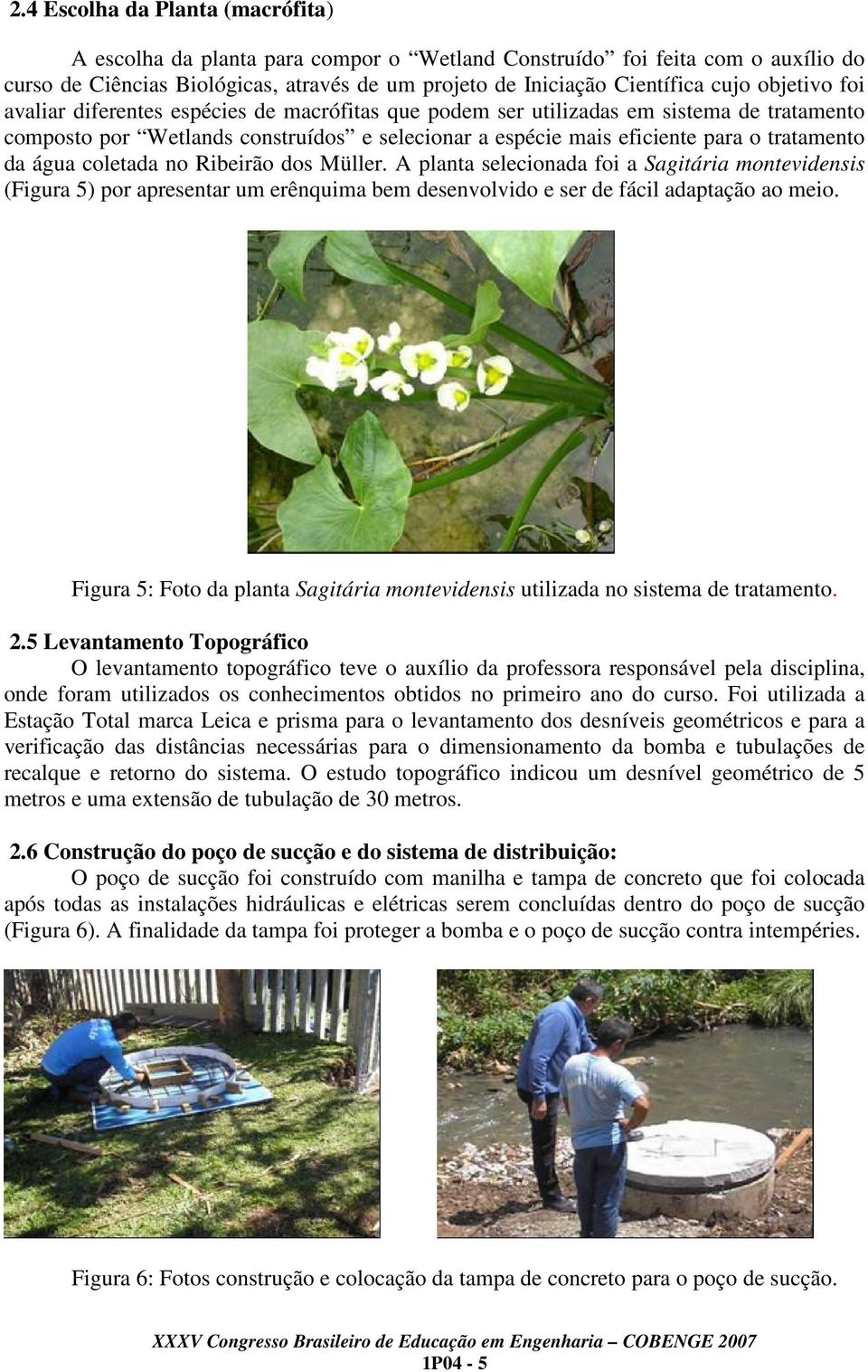 água coletada no Ribeirão dos Müller. A planta selecionada foi a Sagitária montevidensis (Figura 5) por apresentar um erênquima bem desenvolvido e ser de fácil adaptação ao meio.