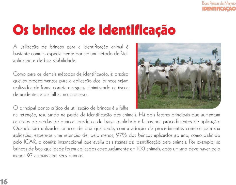 processo. O principal ponto crítico da utilização de brincos é a falha na retenção, resultando na perda da identificação dos animais.