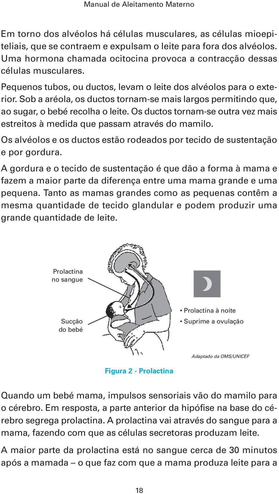 Sob a aréola, os ductos tornam-se mais largos permitindo que, ao sugar, o bebé recolha o leite. Os ductos tornam-se outra vez mais estreitos à medida que passam através do mamilo.